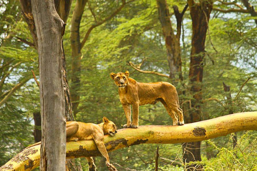 Lioness standing on a log in Lake Nakuru National Park, Kenya