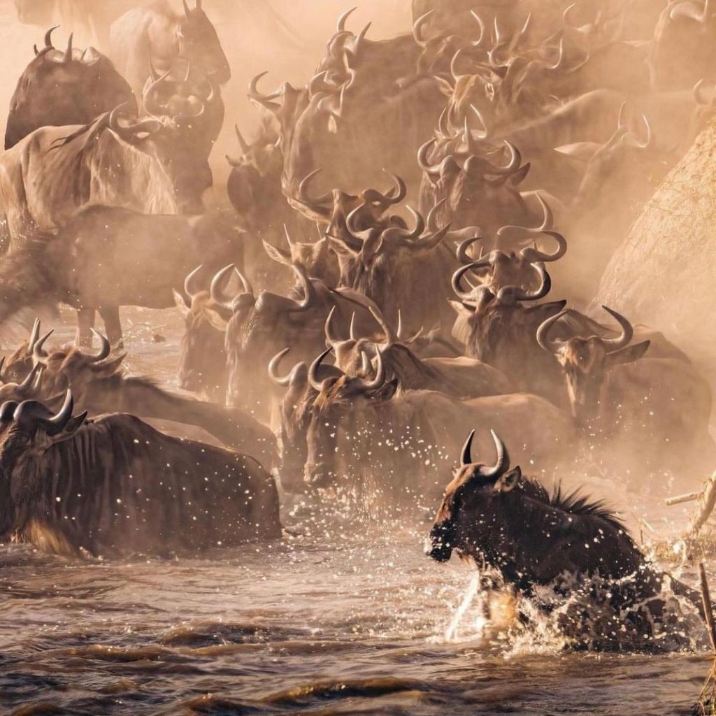 Wildebeest migration - 3-day Maasai Mara safari