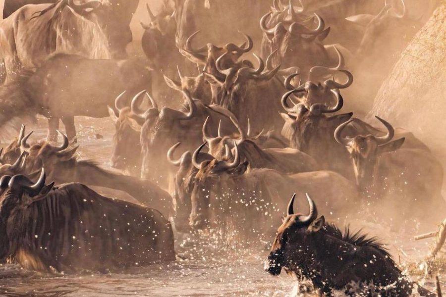 3 Day Masai Mara Wildebeest Migration