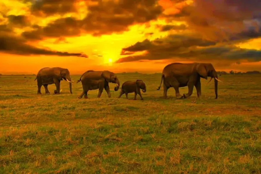 Tsavo National Park
