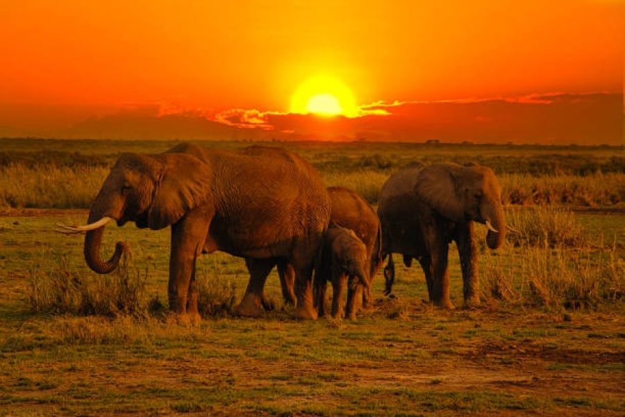Tsavo West National Park