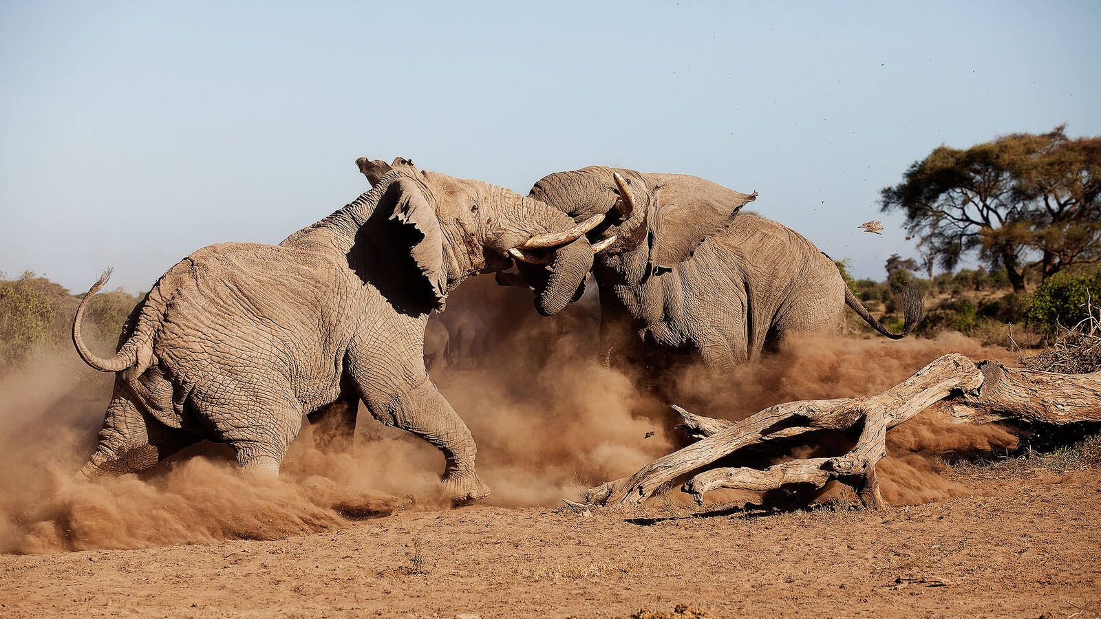 Elephants in Amboseli on a Kenya safari with Msafiri